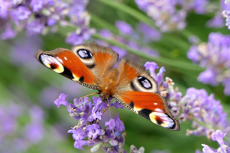 Butterfly in the jungle